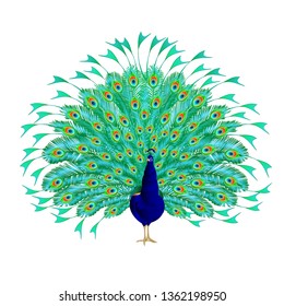 Peacock beauty tropical bird on a white background watercolor vintage vector illustration editable hand drawn