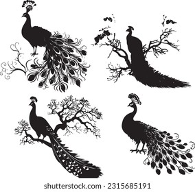 Peacock bird animal black and white images
