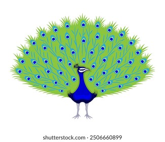 Peacock bird with beautiful feathers on white background.