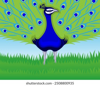 A peacock bird with a beautiful tail stands in the grass.