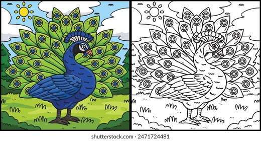 Peacock Bird Coloring Page Colored Illustration