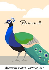 Peacock bird with folded tail on background with clouds card. Flat vector illustration poster with text.