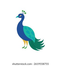peacock bird on white background