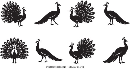 Peacock bird with open tail feathers silhouette collection