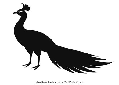 peacock bird vector illustration artwork 