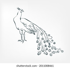 peacock bird vector illustration japanese chinese ink line sketch