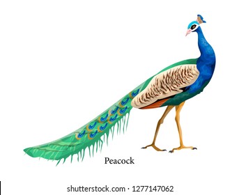 Peacock with bright feather and long tail. Beautiful bird in the nature. Isolated vector illustration