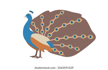 Peacock cartoon clipart. Indian peafowl, blue peafowl, peacock in full plumage vector illustration in flat style. Hand-drawn wild animal concept