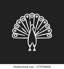 Peacock chalk white icon on black background. Indian peafowl with spread feathers. Pheasant species. Bird native to India. Asian wildlife. Isolated vector chalkboard