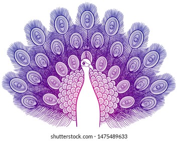 Peacock. Decorative hand-drawing vector illustration sketch