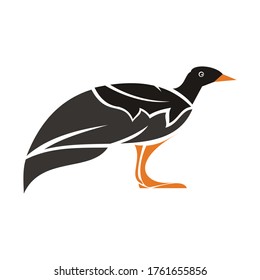 peacock design illustation - bird vector