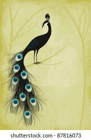 peacock drawing