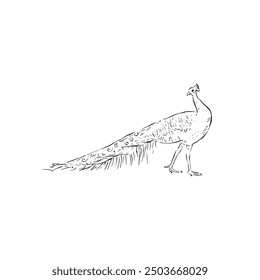 A peacock drawn by hand in black and white. Line drawn bird with tropical plumage. Bird vector.