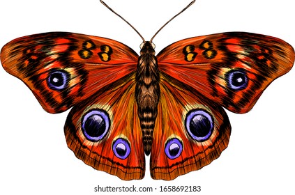 peacock eye beautiful vector illustration red yellow orange butterfly