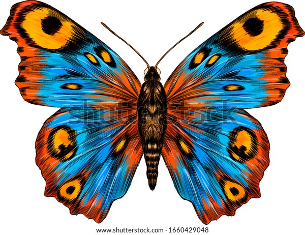 クジャクの目に美しいバーコード美しいウラニアマダガスカルのベクターイラスト青い黄色のオレンジの蝶 のベクター画像素材 ロイヤリティフリー