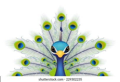 peacock face isolated on white 