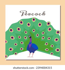 Peacock fan out feathers card on white background. Bird with colorful patterned plumage open tail. Flat vector illustration poster with text.