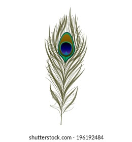 peacock feather