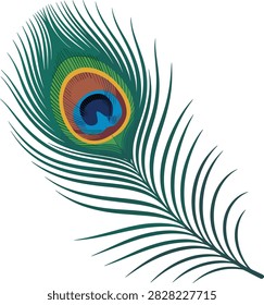 Peacock feather animal vector on white background.
