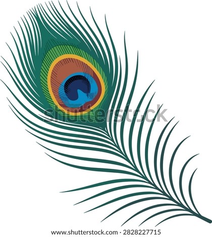 Peacock feather animal vector on white background.