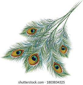 Peacock feather art, Illustration of beautiful floral bush, Logo idea of bird tail line art