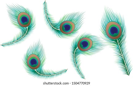 peacock feather for designing vector file