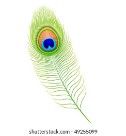 Peacock feather. Detailed vector.