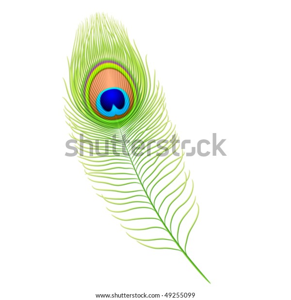 Peacock Feather Detailed Vector Stock Vector (royalty Free) 49255099