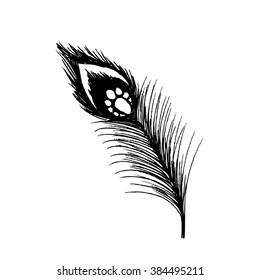  Peacock feather. Hand drawing illustration.