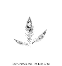 peacock feather illustration on white background