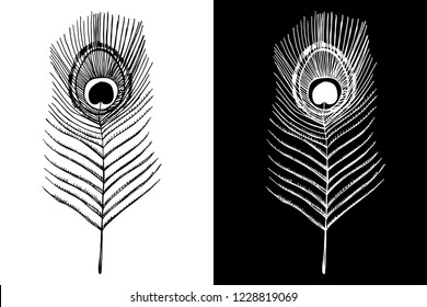 peacock feather isolated hand drawn sketch