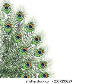 Pluma de pavo real aislada en fondo blanco .Vector gráfico