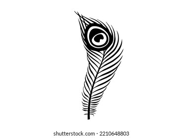 Peacock feather, isolated on white