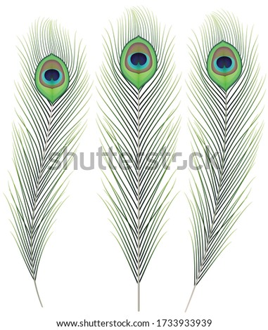 Peacock feather isolated on white background. Graphic vector