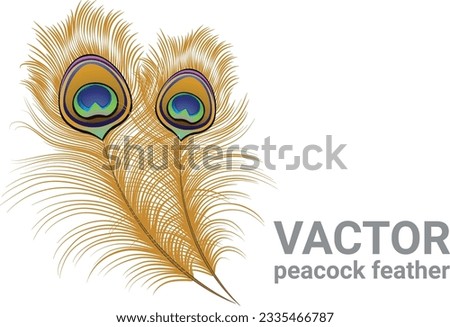 Peacock feather isolated vector icon