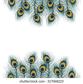 Peacock feather on isolated background. vector