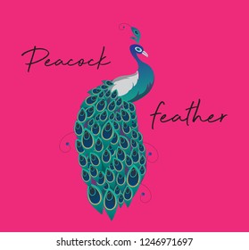 Peacock feather on pink background. stunning peacock. vector illustration