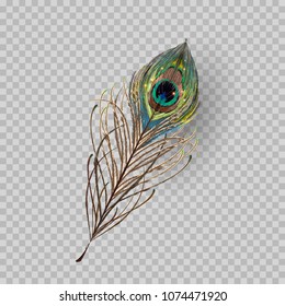 Peacock feather on transparent background in realistic style vector illustration