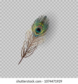 Peacock Feather On Transparent Background In Realistic Style Vector Illustration