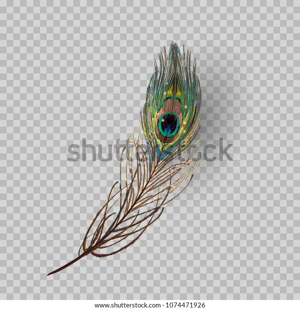 Peacock feather on transparent background in\
realistic style vector\
illustration