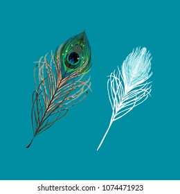 Peacock feather on a white background. Vector Illustration