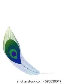 peacock feather on a white background, vector illustration