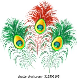 Peacock feather on white background.Vector illustration of colorful peacock plume.