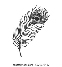 Peacock feather sketch engraving vector illustration  T  shirt apparel print design  Scratch board imitation  Black   white hand drawn image 