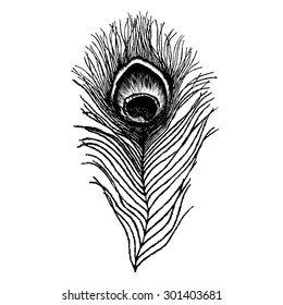 Peacock feather sketch. Hand drawn vector illustration.