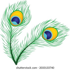Peacock feather vector art and illustration