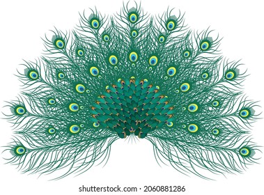 Peacock feather vector art and illustration