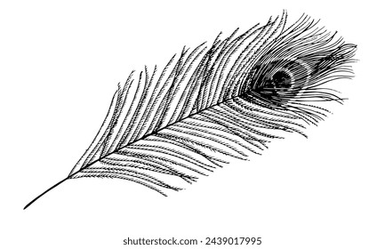 Vector de la pluma del pavo real. Dibujo de la línea negra de la pluma del pájaro del pavo real. Ilustración esquemática de penacho. Dibujado a mano clipart vintage. Esbozo lineal para tatuajes o estampados. Elemento gráfico para diseño