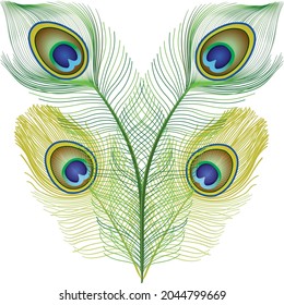 Peacock Feather Vector Design art