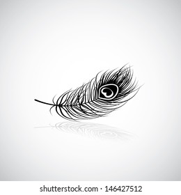 Peacock Feather - Vector Illustration